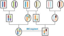 The origin of IBD segments, shown via a pedigree of 12 individuals