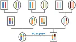 The origin of IBD segments, shown via a pedigree of 12 individuals