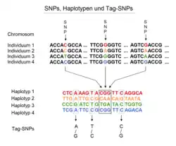 Haplotypes from comparison of SNPs (Single Nucleotide Polymorphism) of 4 people in a region of the same chromosome.
