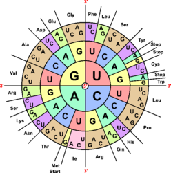 Codons "sun" that shows which base sequence encodes which amino acid