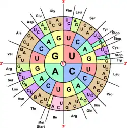 Codons "sun" that shows which base sequence encodes which amino acid