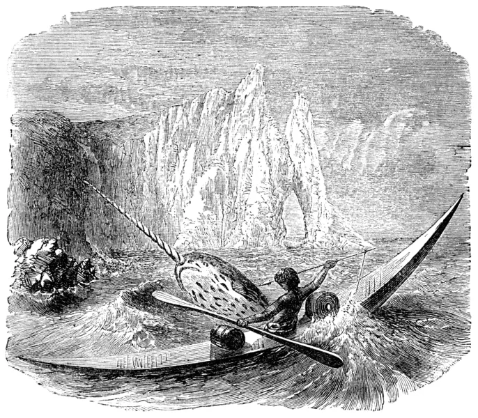 File:Inuit Man Hunting a Narwhal.jpg