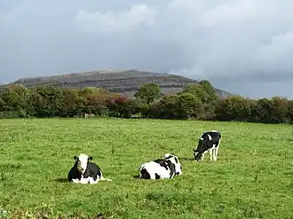 Cattle in County Clare