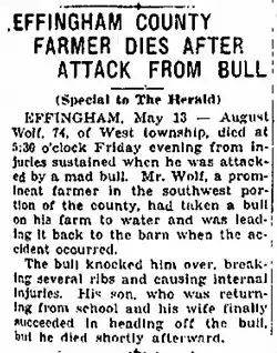 The obituary of August Wolf in the Decatur Evening Herald of Decatur, Illinois describing how he is attacked by a bull as the cause of death.