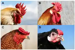 Four comb phenotypes in chickens explained by segregation at the Rose-comb and Pea-comb loci and their interaction