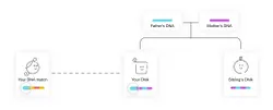 A diagram illustrating a DNA match of immediate family members