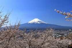 View of Mt. Fuji with cherry blossom (sakura ) in spring