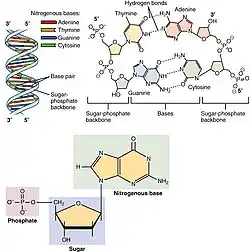 The arrangement of nucleotides within the structure of nucleic acids.