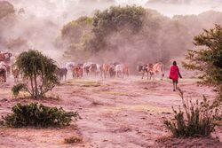 Massai Herder and Cattles