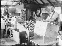 Apple Packers, Tasmania (c1900s)