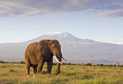 Elephant and Kilimanjaro, Amboseli national park, Kenya