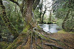 Enchanted Forest - Cradle Mountain, Tasmania