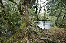 Enchanted Forest - Cradle Mountain, Tasmania