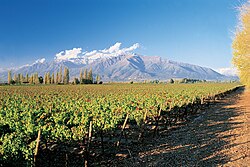 Vineyards in Puente Alto, Chile.