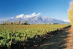 Vineyards in Puente Alto, Chile.